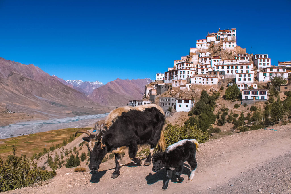 Kee Monastery in Spiti Valley Itinerary