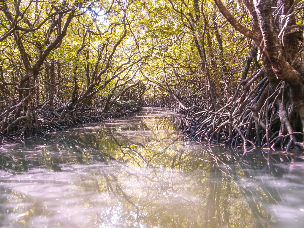 Mangrooves in Andaman and Nicobar islands