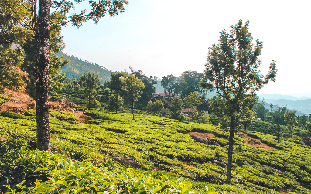 Munnar - Backpacking Kerala travel guide and Kerala itinerary for 10 days