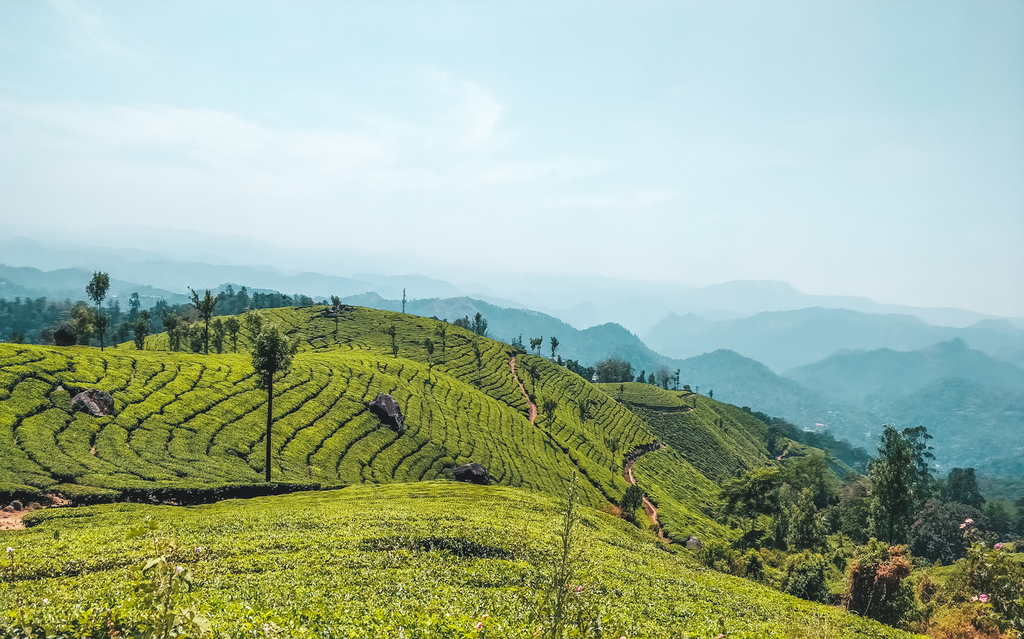 Ultimate Guide to the Munnar Tea Plantations – Visiting Tips and Tricks