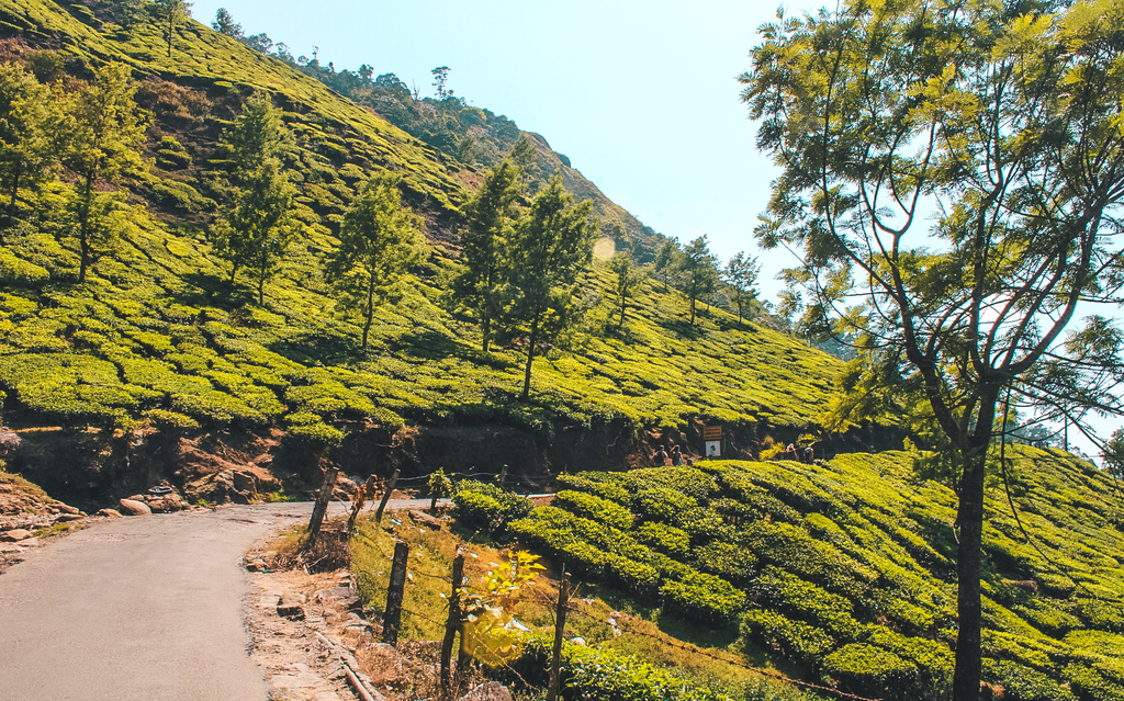 Munnar Tea Plantations in the Munnar Hills, Kerala