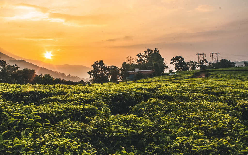 Munnar Sunrise Trek through the Tea Plantations in Munnar