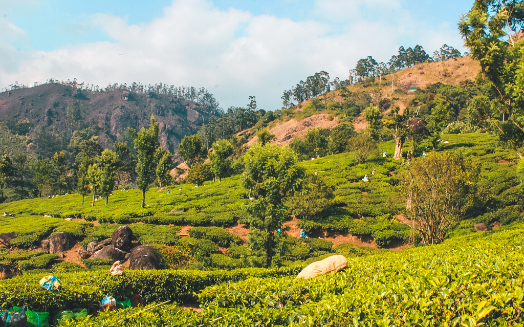 Munnar Tea Plantation and Factory Tour in the Munnar Hills