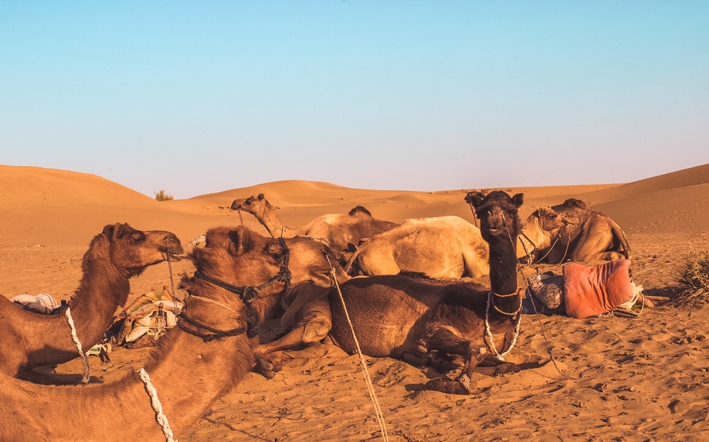 Jaisalmer desert safari