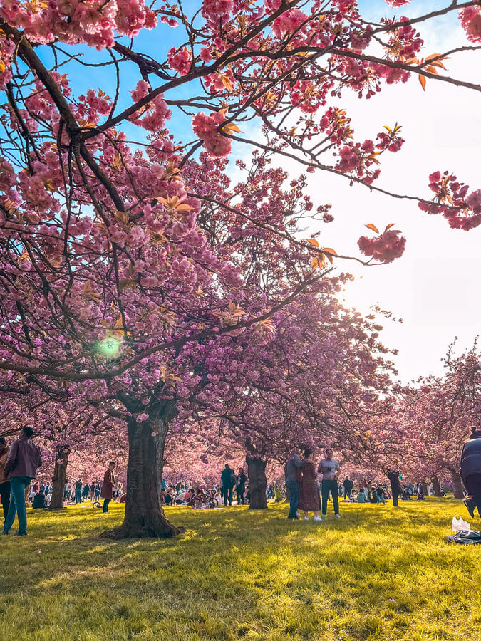 Things to do in Paris in spring time - See the cherry blossoms in Paris, France